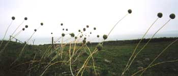 the Triffids advacnce